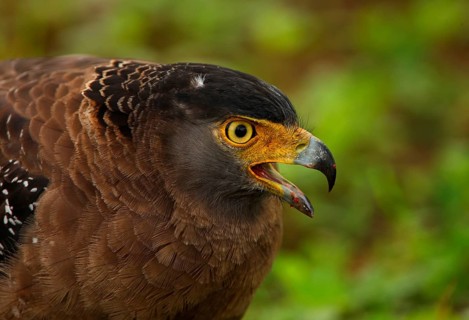 Crested serpent eagle