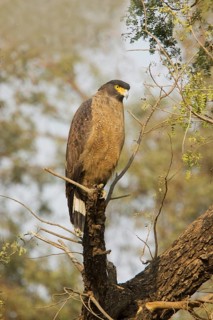 Crested serpent eagle