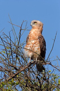 Black-chested snake eagle