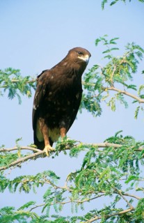 Great spotted greater spotted eagle