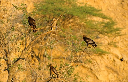Young Lesser Spotted Eagle