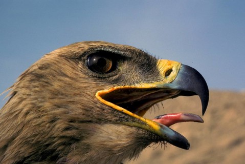 Steppe Eagle
