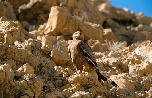 Nipalensis
