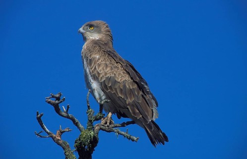 Short-toed snake eagle
