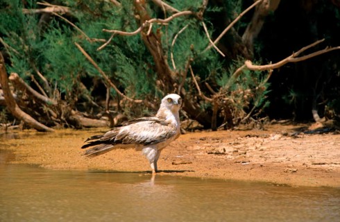 Short-toed snake eagle
