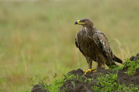 African tawny eagle