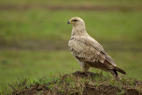 African tawny eagle