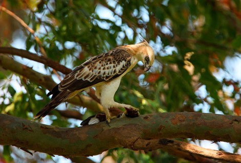 Variable Bonelli's Eagle