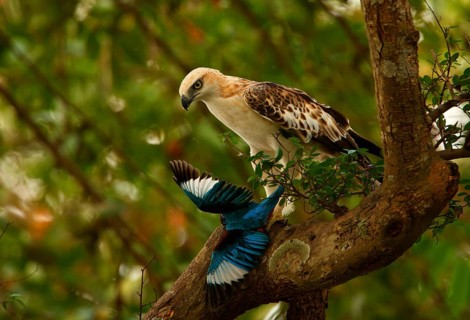 Variable Bonelli's Eagle