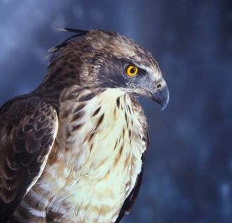 Mountain hawk-eagle
