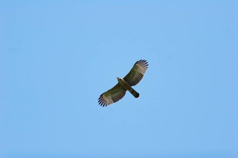Mountain Hawk-eagle