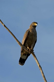 Crested crested serpent eagles