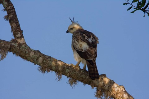 Convertible Bonelli's Eagle