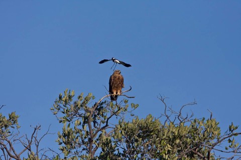 Tawny Eagle is mobbed by Blacksmith Plover