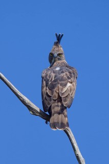 Mutable Bonelli's Eagle
