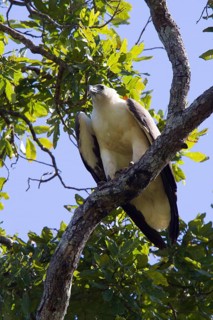 White-bellied sea eagle