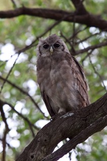 Milk Owl