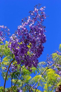 Rosewood tree