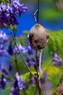 Blue jacaranda