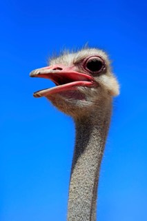 South african ostrich