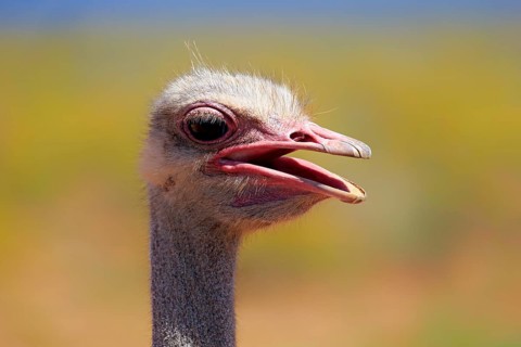 South african ostrich
