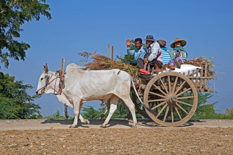 Wooden cart pulled by two zebus