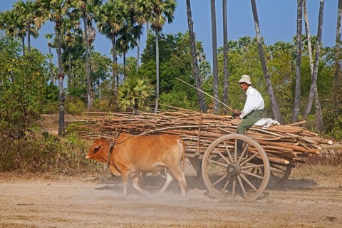 Wooden cart loaded with wood