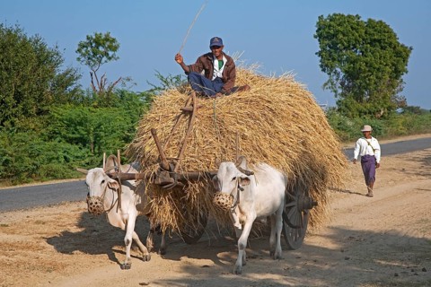 Wooden cart heavily loaded with hay