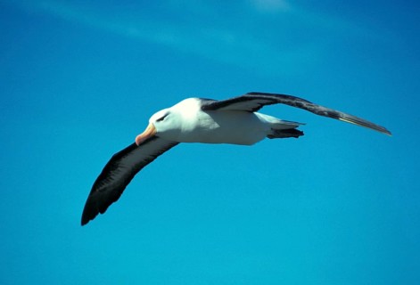 Black-browed albatross