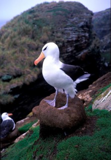 Black-browed Albatross