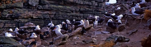 Black-browed Albatross