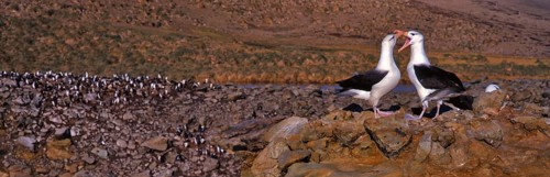 Black-browed Albatross