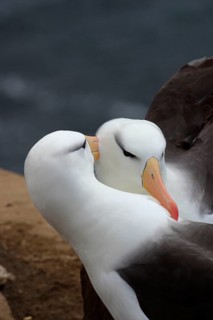 Albatross