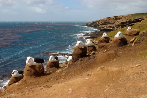 Black-browed albatross