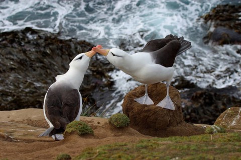 Black-browed Albatross