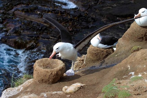 Black-browed Albatross DIOMEDEA MELANPHORIS lands on nest