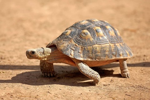 Angulate tortoise