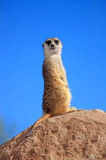 Suricate