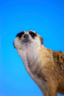 Suricate