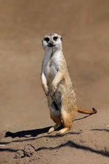 Suricate