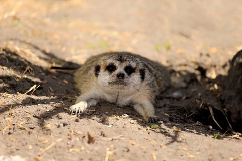 Suricate