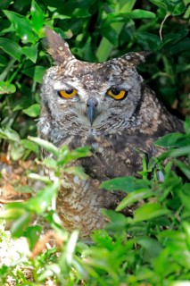 Spotted Eagle Owl