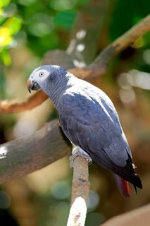 Grey Parrot