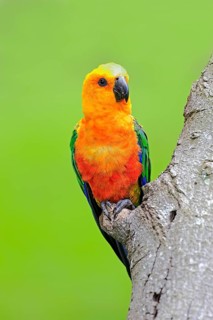 Jendaya Parakeet