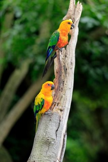 Jendaya Parakeet and Sun Conure