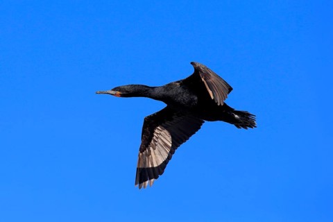 Cape Cormorant