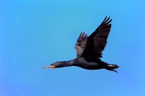 Cape Cormorant