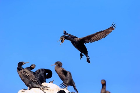 Cape Cormorant