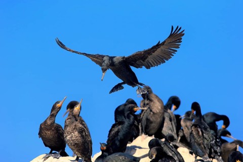 Cape Cormorant