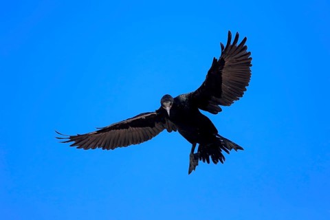 Cape Cormorant